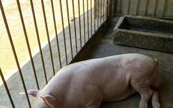 Feeder pig, 60 lb