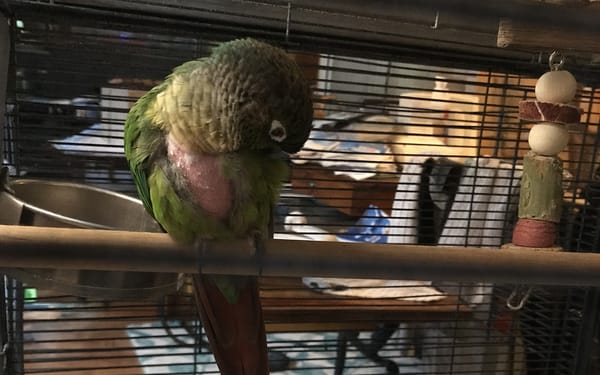 Pepper, 2-yr conure