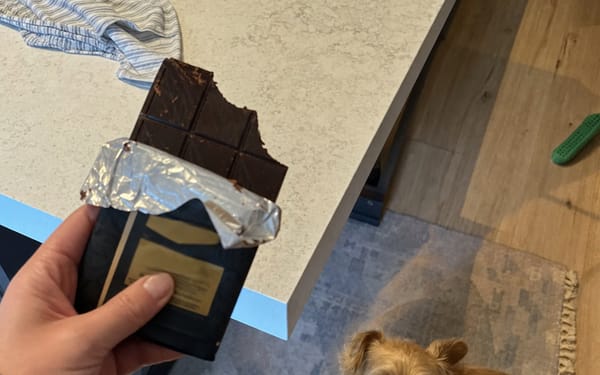 Pip, 4kg terrier