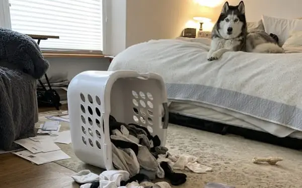 Boomer, 25kg husky