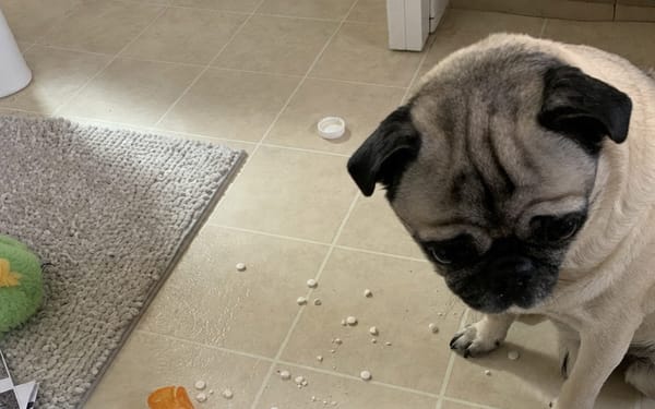 Ziggy, 6kg pug