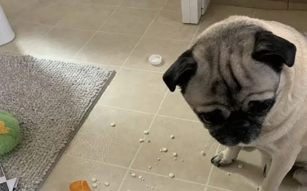 Ziggy, 6kg pug