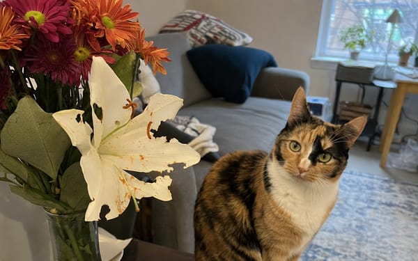Willow, 3-yr calico