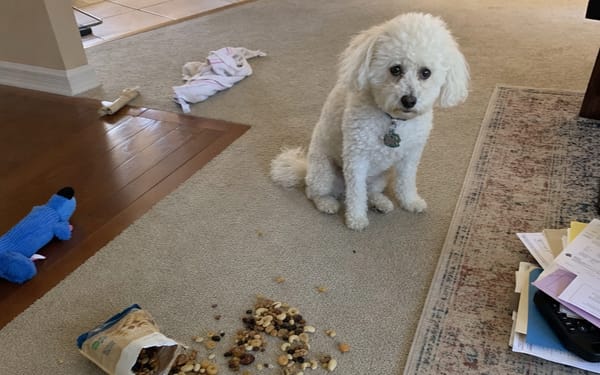 Maple, 5kg mini poodle