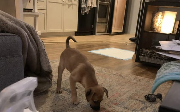 Biscuit, 10-wk puppy