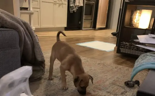 Biscuit, 10-wk puppy