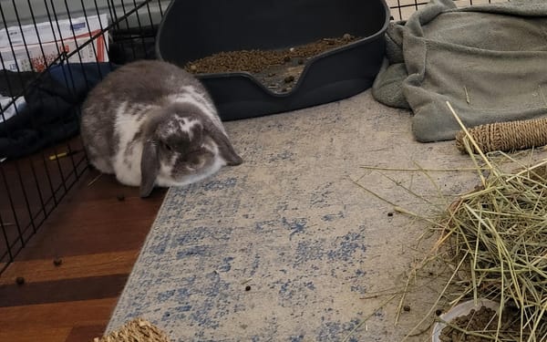 Clover, 4-yr Holland lop