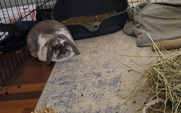 Clover, 4-yr Holland lop