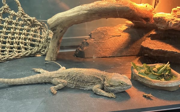 Draco, 3-yr bearded dragon