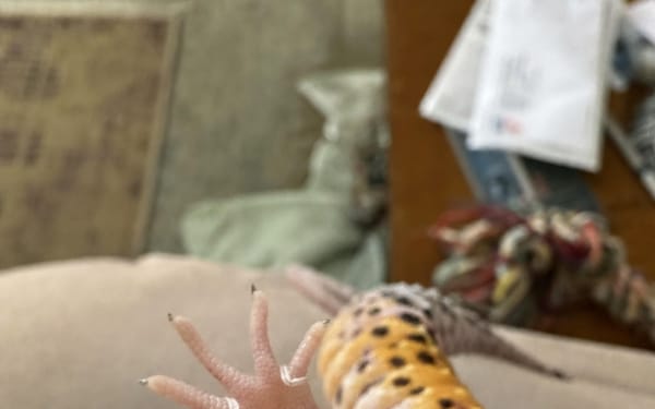 Mango, 5-yr leopard gecko