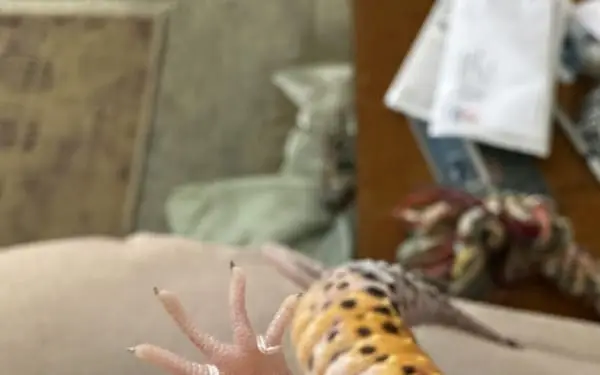 Mango, 5-yr leopard gecko