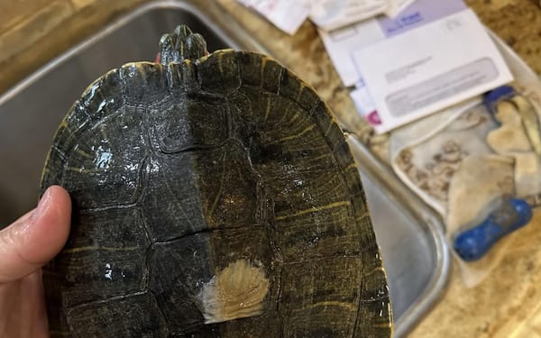 Shelly, 7-yr red-eared slider