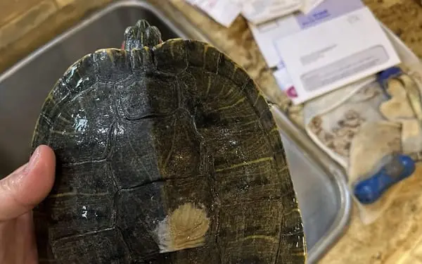 Shelly, 7-yr red-eared slider