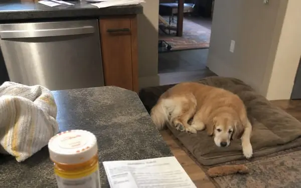 Otis, 8-yr golden
