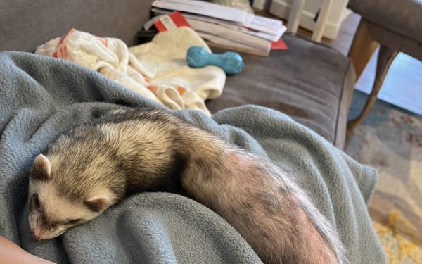 Bandit, 3-yr ferret